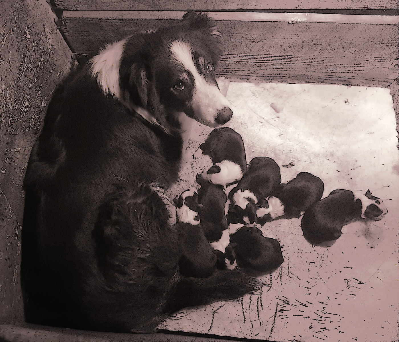 Chiot Border Collie Du Castel Des Terrasses